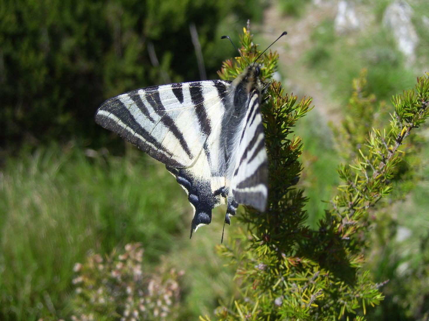 Iphiclides podalirius